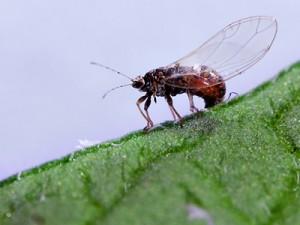 Potato Psyllid