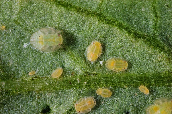 Potato Psyllid