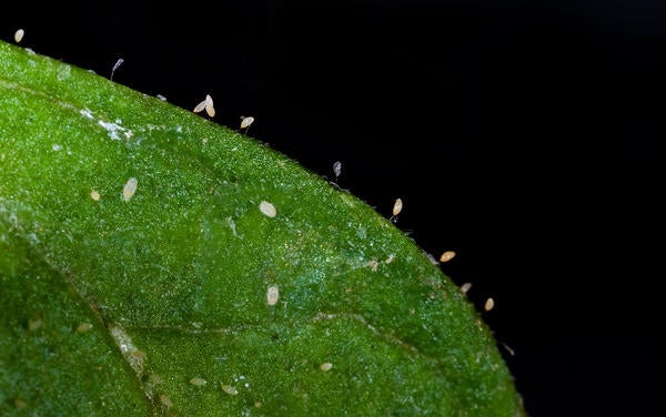 Potato Psyllid