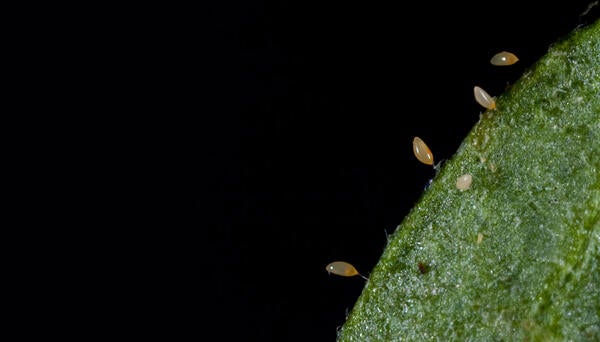 Potato Psyllid