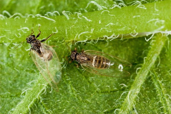 Potato Psyllid