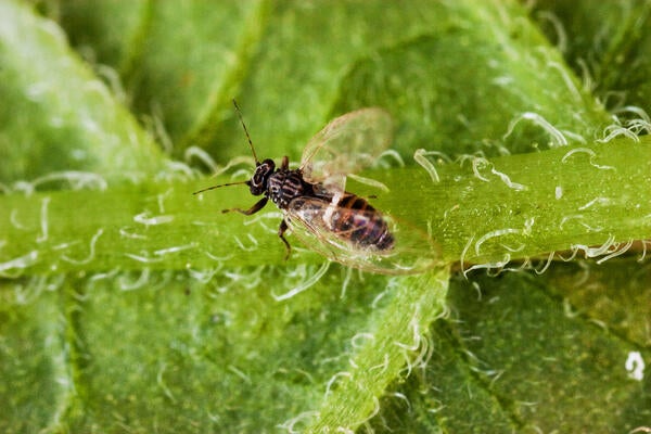 Potato Psyllid