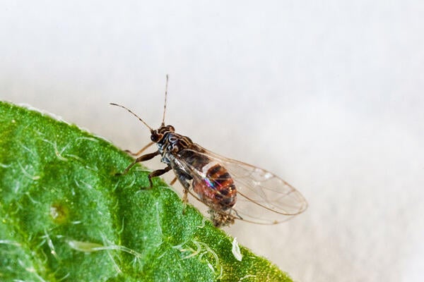 Potato Psyllid