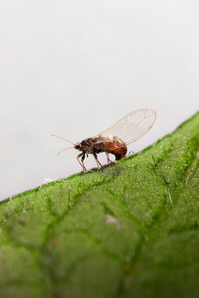 Potato Psyllid