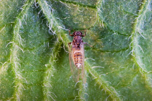 Potato Psyllid