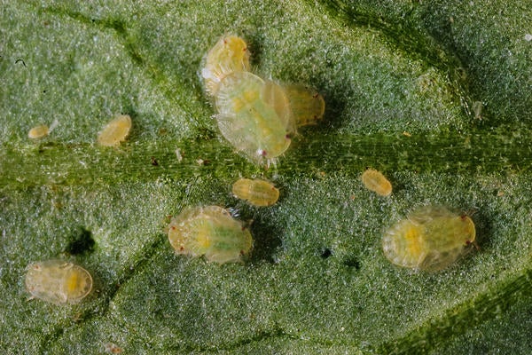 Potato Psyllid