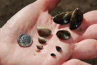 Quagga & Zebra Mussles