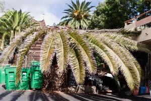 RPW infested palm at Laguna