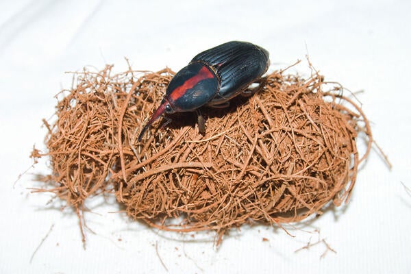 red palm weevil