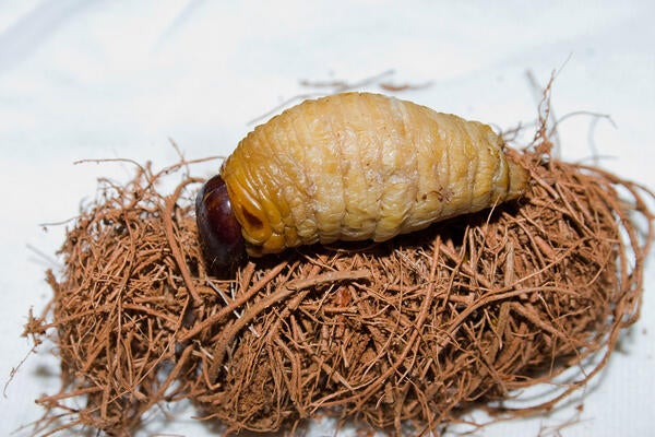 red palm weevil