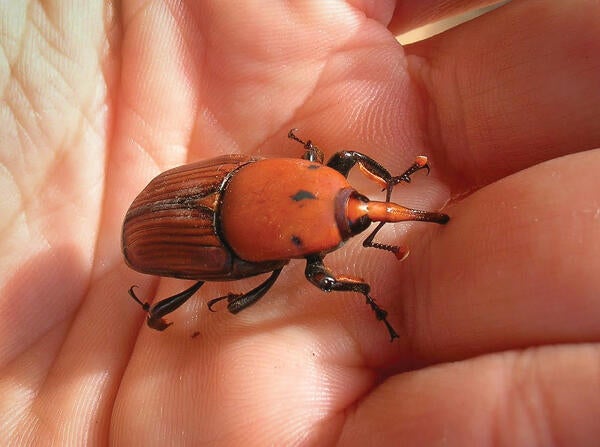 red palm weevil