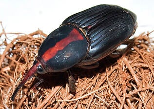 Red Palm Weevil