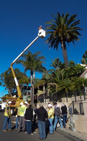 Dead and dying palm fronds