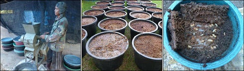 red palm weevil container production