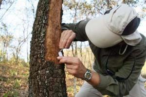 Extracting GSOB larvae from an infested red oak