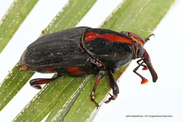 Rhynchophorus Vulneratus