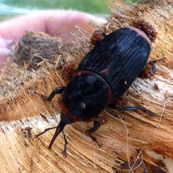 Red Palm Weevil