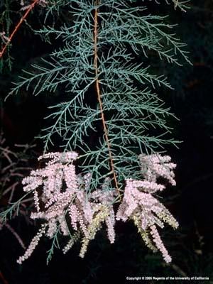 saltcedar (c) CISR