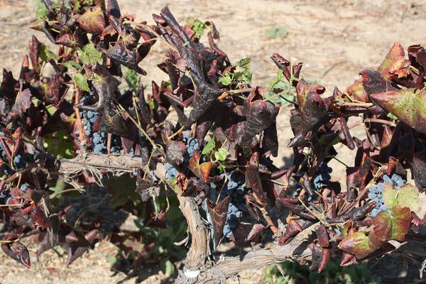 Vine Mealybug