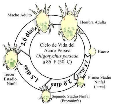 Avocado Thrips