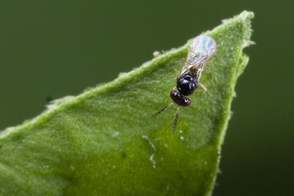 Asian citrus psyllid