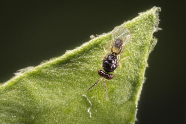 Asian citrus psyllid