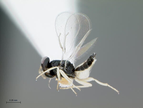 Asian citrus psyllid