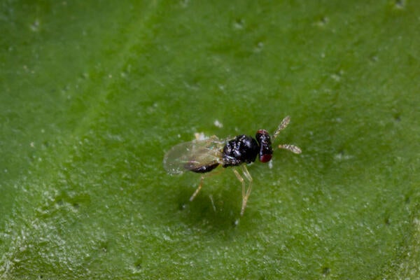 Asian citrus psyllid