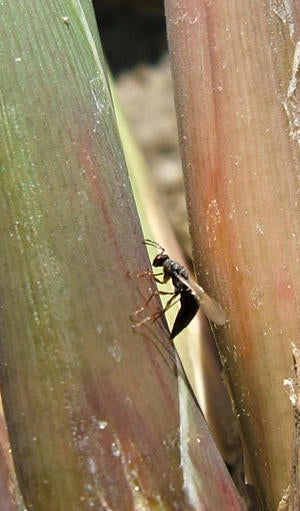 Tetramesa ovipositing (c) John Goolsby