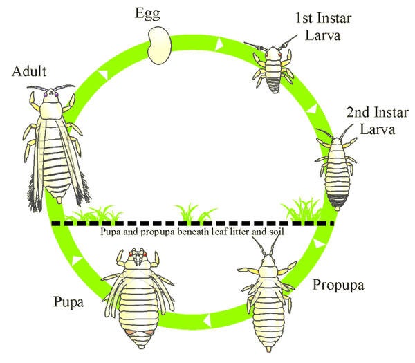 Avocado Thrips