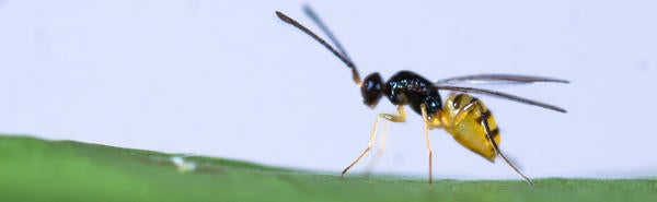 wasp (c) CISR