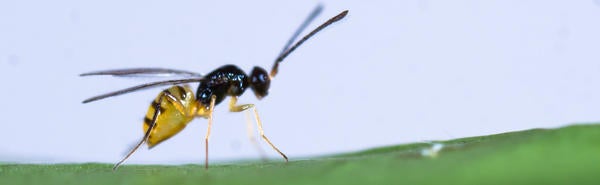 wasp (c) CISR