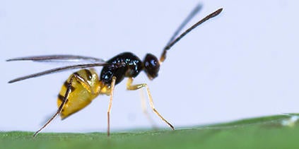 wasp (c) CISR