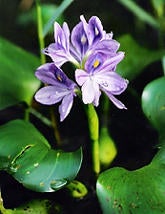 Water Hyacinth (c) CISR