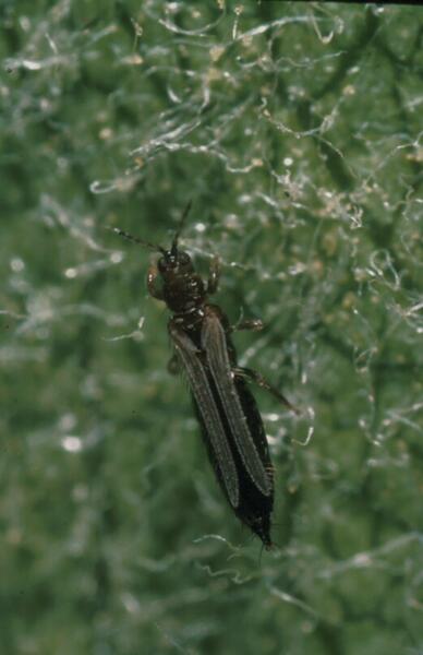 Avocado Thrips