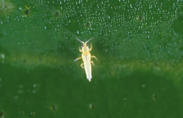 Avocado Thrips