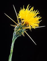 Yellow Starthistle