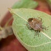 brown marmorated stink bug
