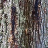 gold spotted oak borer
