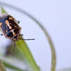 Bagrada Bug