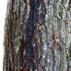 gold spotted oak borer