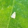 Ficus Whitefly