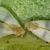 Ficus Whitefly