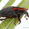 red palm weevil