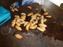 Red Palm Weevil harvest from Nipa palm