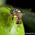 Olive fruit fly (c) Marshall Johnson