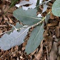 Eucalyptus Leaf Beetle (c) Cindy Calisher