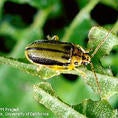 Elm Leaf Beetle (c) Jack Kelly Clark