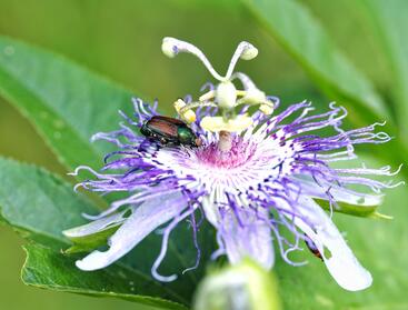 Japanese Beetle on flower
