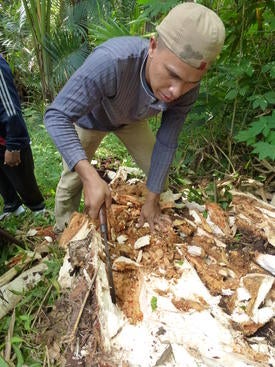 Collecting Red Palm Weevil
